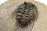 Spiny Leonaspis Trilobite - Foum Zguid, Morocco #226030-4